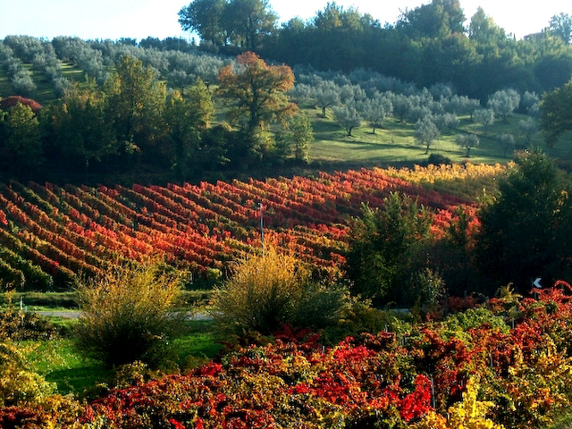 Vineyards