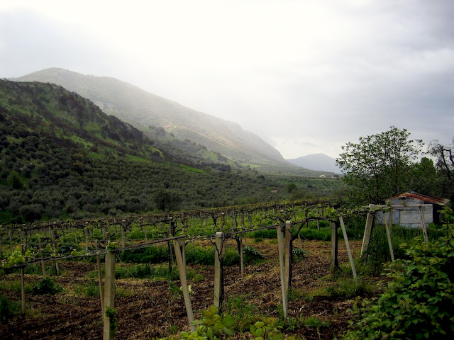 Vineyard below Cori