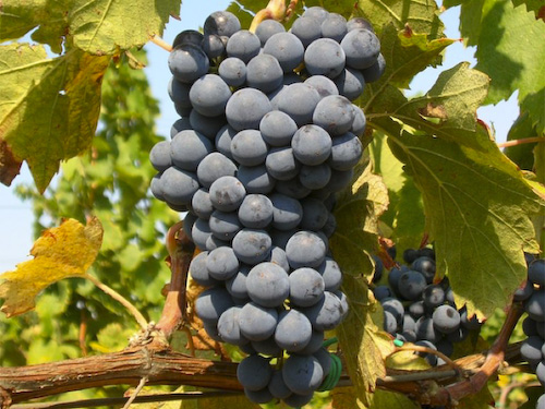 Cincinnato Vineyard