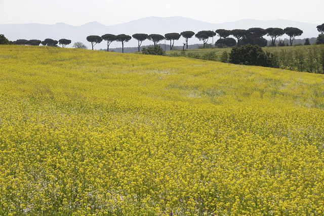 Countryside near Orvieto